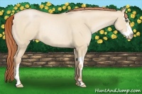 Horse Color:Buckskin Pearl Dun Splash Frame Rabicano