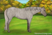 Horse Color:Silver Grullo Roan 