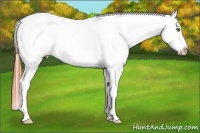 Horse Color:Classic Champagne Roan Dun Appaloosa