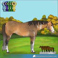 Horse Color:White Spotted Buckskin 