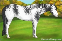 Horse Color:White Spotted Black Rabicano 
