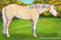 Horse Color:Silver Amber Champagne Dun Sabino