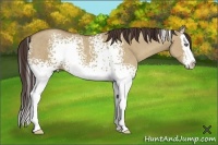 Horse Color:White Spotted Classic Champagne Dun Sabino Splash 