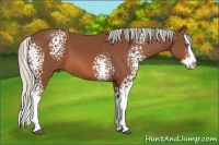 Horse Color:White Spotted Silver Bay Splash 