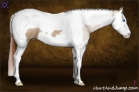 Horse Color:Red Dun Roan Splash Tobiano 