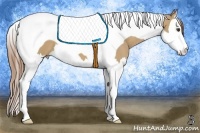 Horse Color:Red Dun Splash Tobiano 