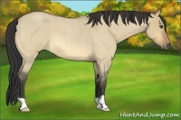 Horse Color:Buckskin Roan Dun