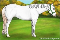 Horse Color:Classic Cream Champagne Dun Splash Appaloosa 