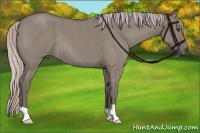 Horse Color:Silver Grullo Roan 