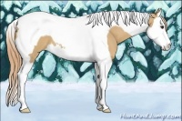 Horse Color:Red Dun Splash Tobiano