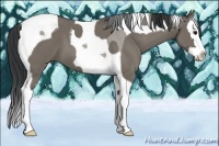 Horse Color:Grullo Splash Tobiano