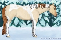 Horse Color:Red Dun Roan Tobiano 