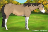 Horse Color:Buckskin Dun Sabino 