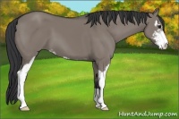 Horse Color:Grullo Sabino 