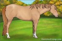 Horse Color:Gold Champagne 