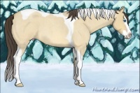 Horse Color:Amber Cream Champagne Roan Dun Splash Tobiano