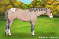 Horse Color:Bay Splash Varnish Rabicano