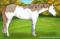 Horse Color:Red Dun Roan Splash 