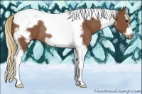 Horse Color:Chestnut Splash Tobiano Frame Rabicano