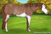 Horse Color:Red Roan Splash Frame Rabicano