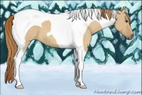 Horse Color:Red Dun Tobiano 