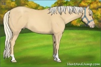 Horse Color:Gold Cream Champagne