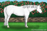 Horse Color:Gray Buckskin Roan 