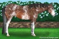 Horse Color:White Spotted Bay 