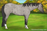 Horse Color:Smoky Grullo Roan 