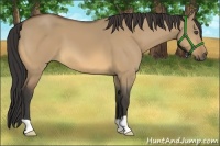 Horse Color:Buckskin Dun Frame 