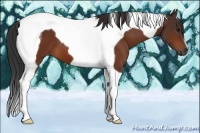 Horse Color:Bay Tobiano 