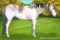 Horse Color:White Spotted Bay Roan