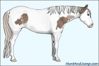 Horse Color:White Spotted Silver Black Splash Tobiano
