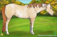Horse Color:White Spotted Amber Champagne Pearl Splash