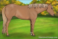 Horse Color:Chestnut Rabicano 