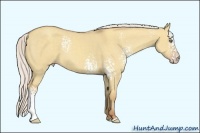 Horse Color:White Spotted Silver Classic Champagne Dun Sabino