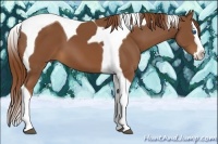 Horse Color:Chestnut Splash Tobiano