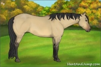 Horse Color:Buckskin Dun Rabicano 