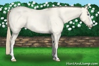 Horse Color:White Spotted Perlino Roan Dun