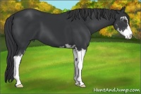 Horse Color:Black Sabino 