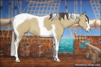 Horse Color:Classic Cream Champagne Dun Splash Tobiano Rabicano