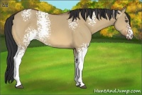 Horse Color:White Spotted Bay Dun