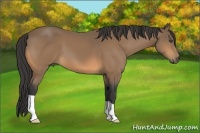 Horse Color:Buckskin 