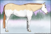 Horse Color:Gold Champagne Dun Sabino Splash 