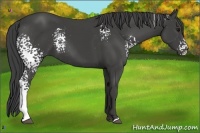 Horse Color:White Spotted Smoky Black 