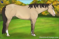 Horse Color:Amber Champagne Dun Sabino