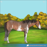 Horse Color:Bay Sabino 