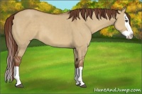 Horse Color:Red Dun Splash