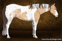 Horse Color:White Spotted Amber Champagne Tobiano