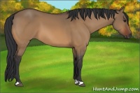 Horse Color:Bay Dun